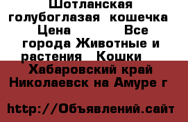 Шотланская голубоглазая  кошечка › Цена ­ 5 000 - Все города Животные и растения » Кошки   . Хабаровский край,Николаевск-на-Амуре г.